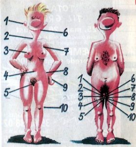 erogene-zoner